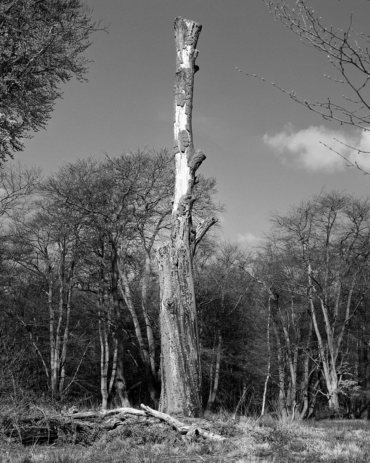 아디다스 오리지널스 x Wings+Horns FW16 컬렉션 2